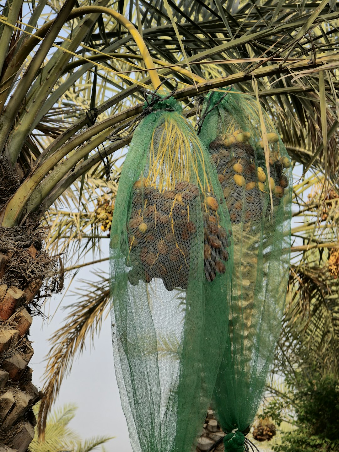 Frasco de Óleo de Patauá Amazônia Herbevie